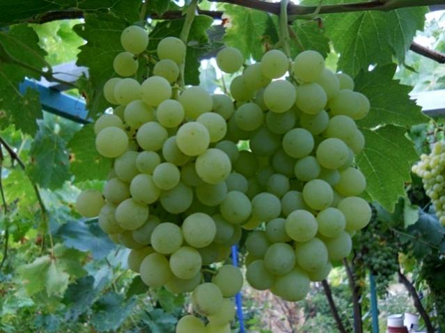 Name:  DSCN6917.jpg
Views: 437
Size:  47.2 KB