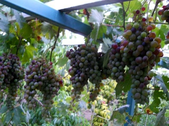 Name:  DSCN6928.jpg
Views: 630
Size:  56.7 KB