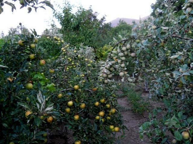 Name:  DSCN6948.jpg
Views: 647
Size:  65.4 KB