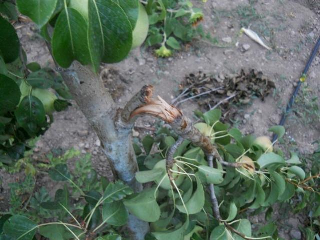Name:  DSCN6980.jpg
Views: 601
Size:  51.2 KB