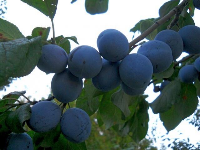 Name:  DSCN6975.jpg
Views: 548
Size:  35.9 KB