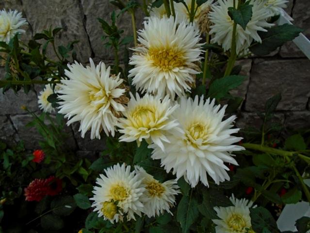 Name:  DSC00028.jpg
Views: 583
Size:  49.9 KB