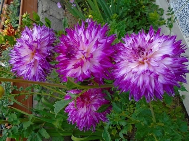 Name:  DSC00035.jpg
Views: 549
Size:  67.3 KB