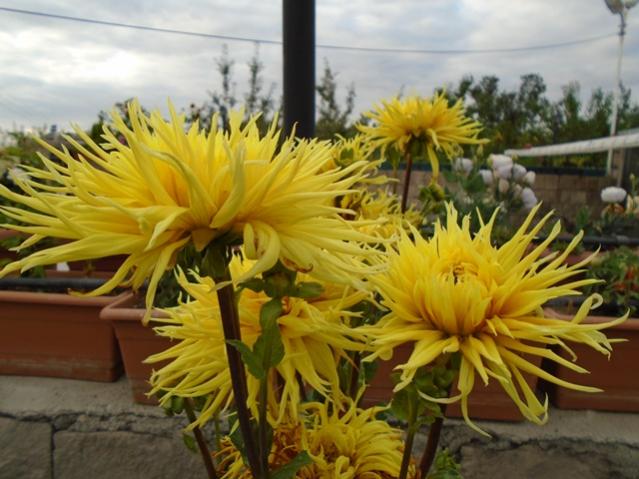 Name:  DSC00042.jpg
Views: 537
Size:  50.1 KB