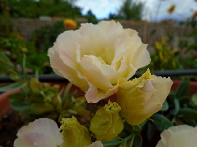 Name:  DSC00033.jpg
Views: 465
Size:  28.5 KB