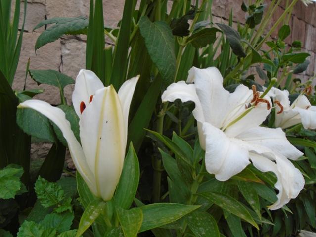 Name:  DSC00039.jpg
Views: 505
Size:  45.7 KB