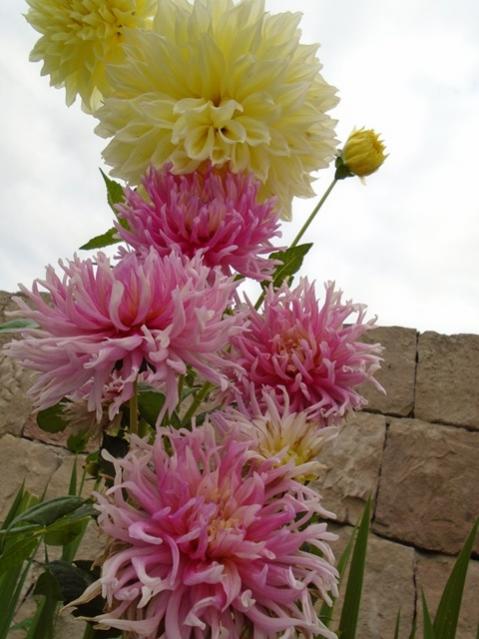 Name:  DSC00038.jpg
Views: 471
Size:  44.6 KB
