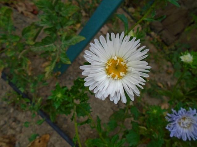Name:  DSC00090.jpg
Views: 434
Size:  35.6 KB