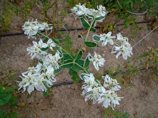 Name:  DSC00093.jpg
Views: 486
Size:  63.4 KB