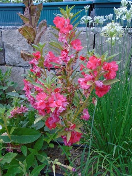 Name:  DSC00050.jpg
Views: 441
Size:  65.0 KB