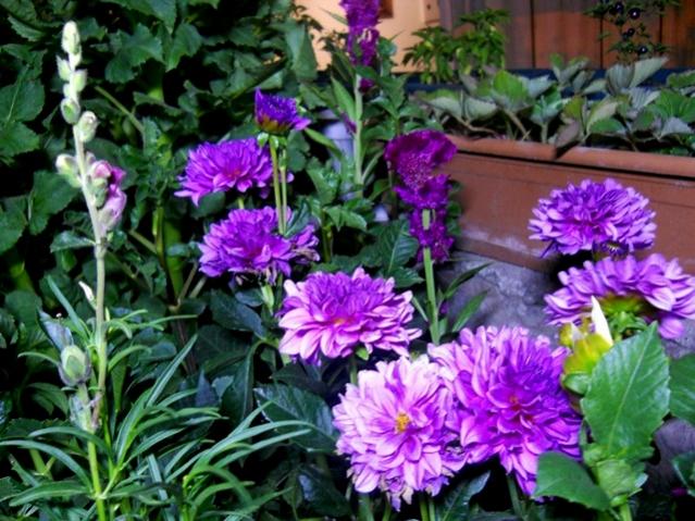 Name:  DSCN6821.jpg
Views: 435
Size:  68.1 KB