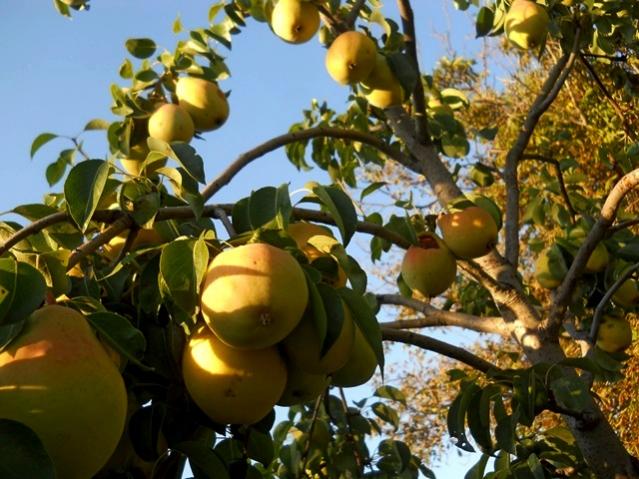 Name:  DSCN7057.jpg
Views: 1025
Size:  60.6 KB