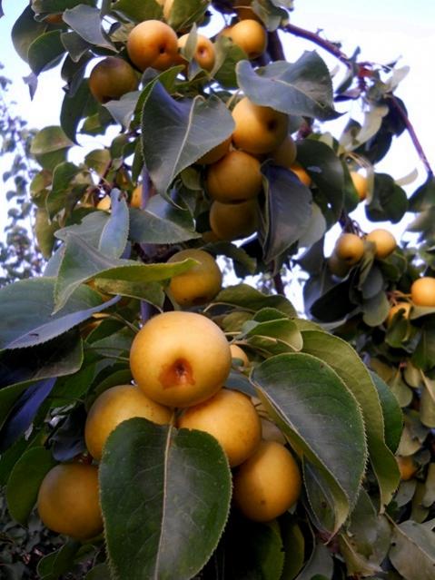 Name:  DSCN7095.jpg
Views: 908
Size:  51.9 KB