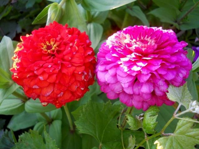 Name:  DSCN7084.jpg
Views: 827
Size:  48.0 KB
