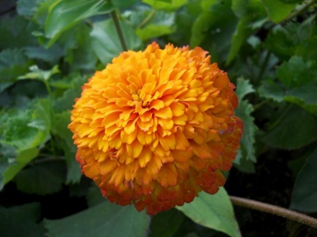 Name:  DSCN7079.jpg
Views: 811
Size:  34.7 KB