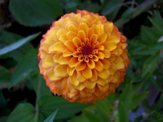 Name:  DSCN7081.jpg
Views: 807
Size:  29.9 KB