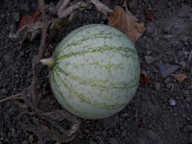Name:  DSCN7110.jpg
Views: 792
Size:  41.7 KB
