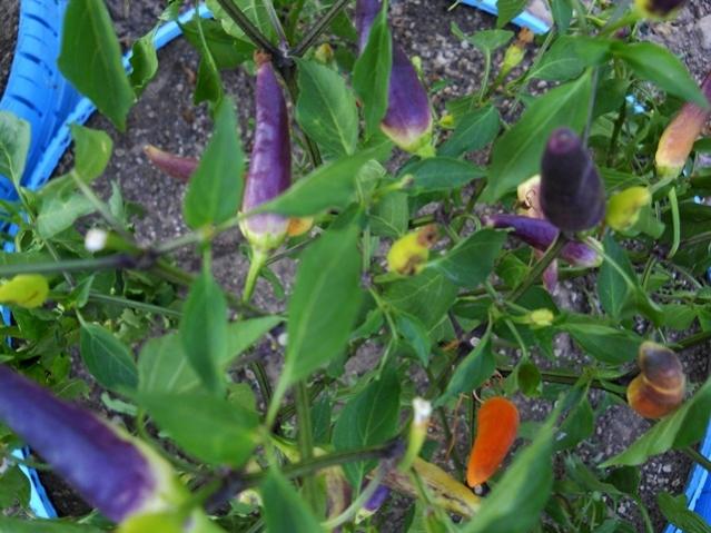 Name:  DSCN7074.jpg
Views: 829
Size:  54.7 KB