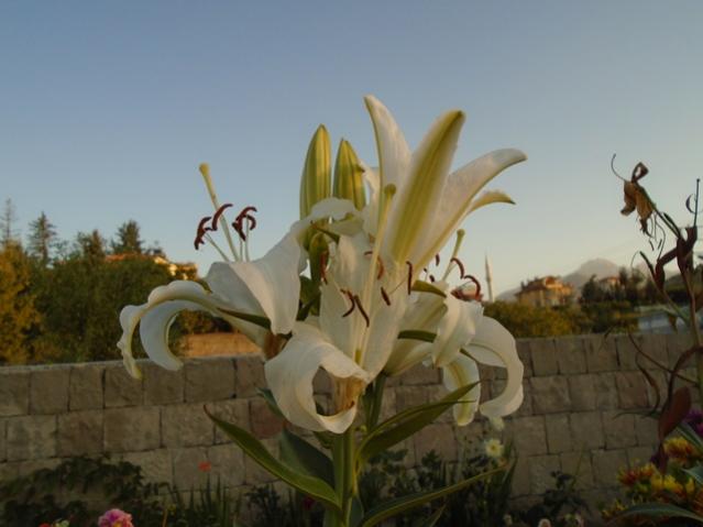 Name:  DSC00121.jpg
Views: 819
Size:  32.3 KB