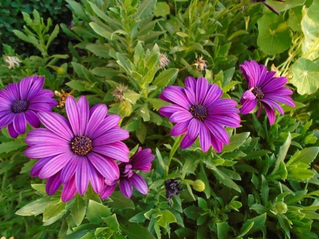 Name:  DSC00128.jpg
Views: 868
Size:  63.1 KB
