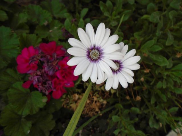 Name:  DSC00125.jpg
Views: 806
Size:  33.6 KB
