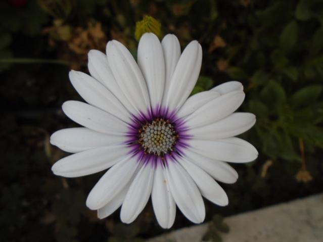 Name:  DSC00126.jpg
Views: 818
Size:  25.0 KB