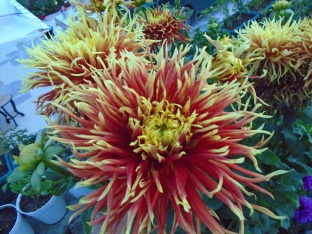 Name:  DSC00199.jpg
Views: 742
Size:  67.7 KB