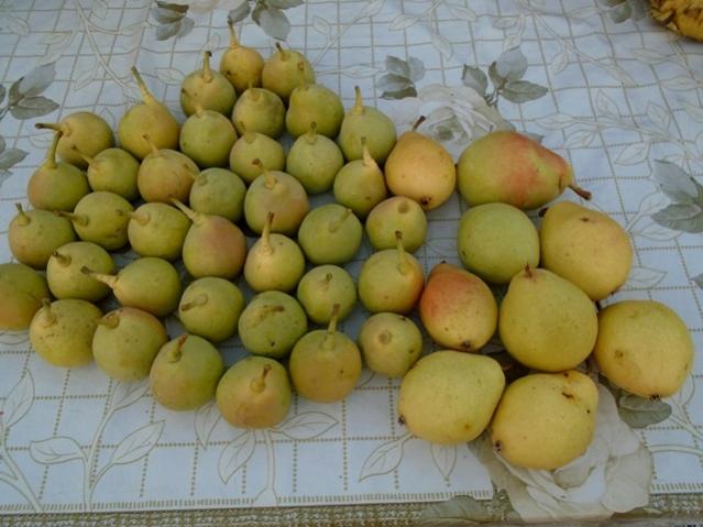 Name:  DSC00211.jpg
Views: 787
Size:  44.0 KB