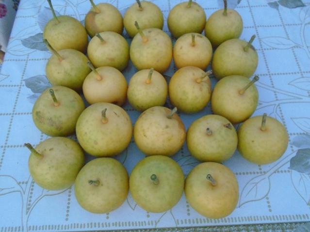 Name:  DSC00215.jpg
Views: 782
Size:  37.5 KB