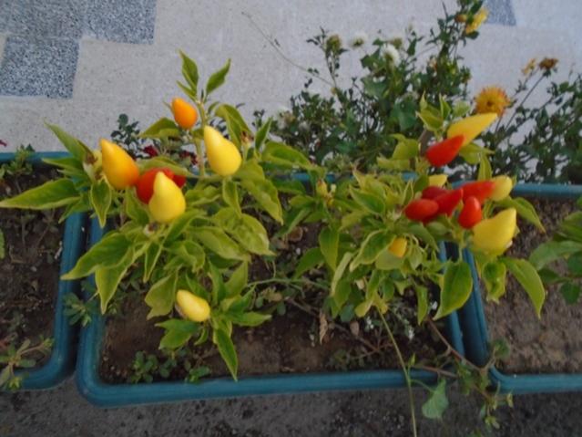 Name:  DSC00272.jpg
Views: 789
Size:  49.9 KB