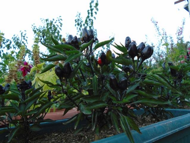 Name:  DSC00214.jpg
Views: 782
Size:  53.4 KB