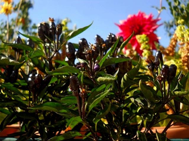 Name:  DSCN7132.jpg
Views: 749
Size:  58.8 KB