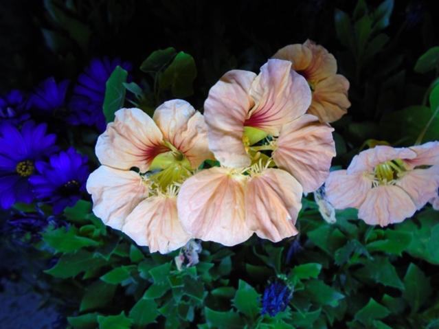 Name:  DSC00221.jpg
Views: 752
Size:  38.4 KB