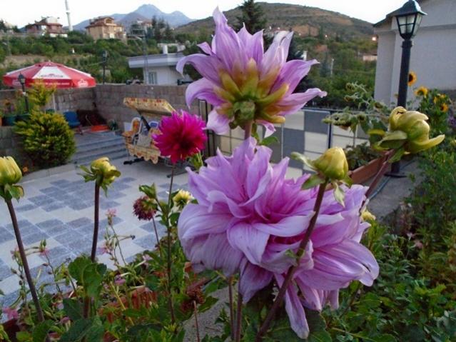 Name:  DSC00268.jpg
Views: 759
Size:  59.5 KB