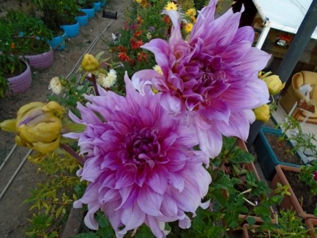 Name:  DSC00269.jpg
Views: 751
Size:  54.0 KB