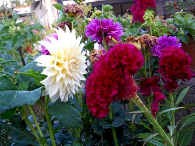 Name:  DSCN7366.jpg
Views: 719
Size:  58.3 KB