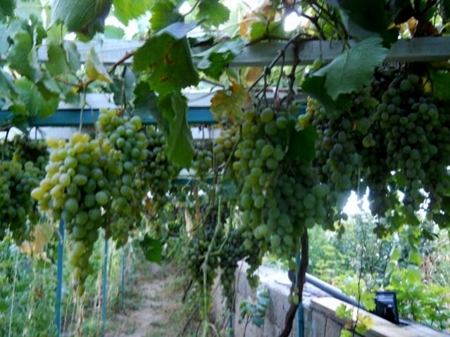 Name:  DSCN7458.jpg
Views: 613
Size:  59.4 KB