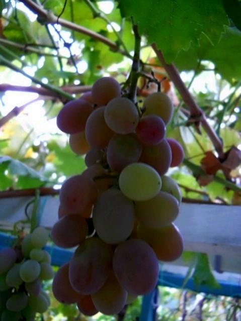 Name:  DSCN7448.jpg
Views: 580
Size:  38.4 KB