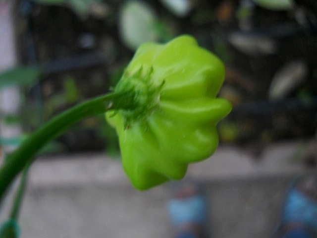 Name:  DSCN7493.JPG
Views: 811
Size:  60.1 KB