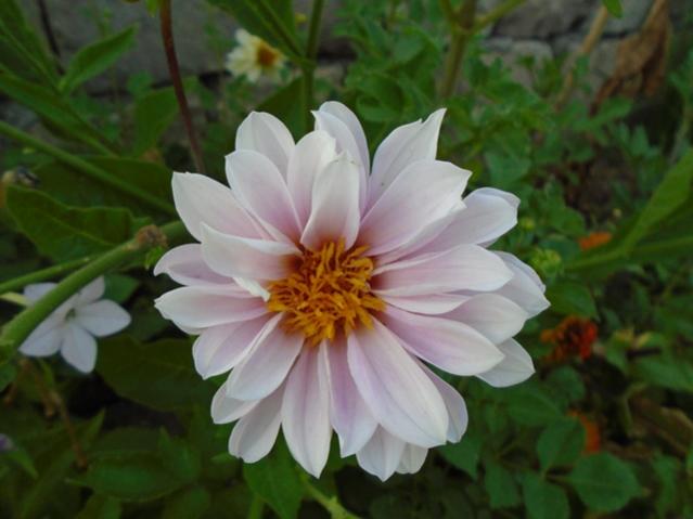 Name:  DSC00132.jpg
Views: 796
Size:  33.7 KB