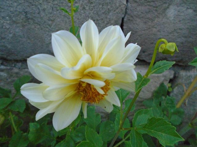 Name:  DSC00133.jpg
Views: 821
Size:  40.4 KB