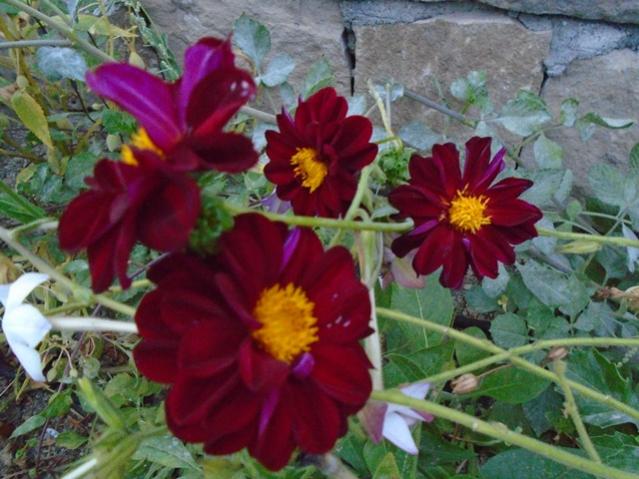 Name:  DSC00309.jpg
Views: 814
Size:  53.4 KB
