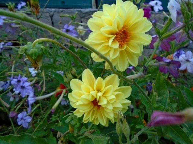 Name:  DSC00313.jpg
Views: 846
Size:  49.5 KB