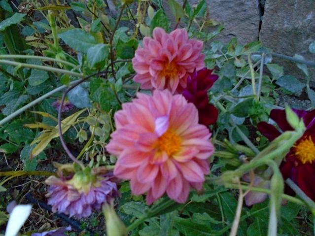 Name:  DSC00311.jpg
Views: 798
Size:  56.7 KB