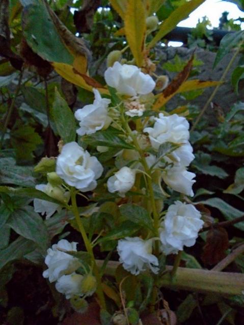 Name:  DSC00332.jpg
Views: 728
Size:  46.3 KB