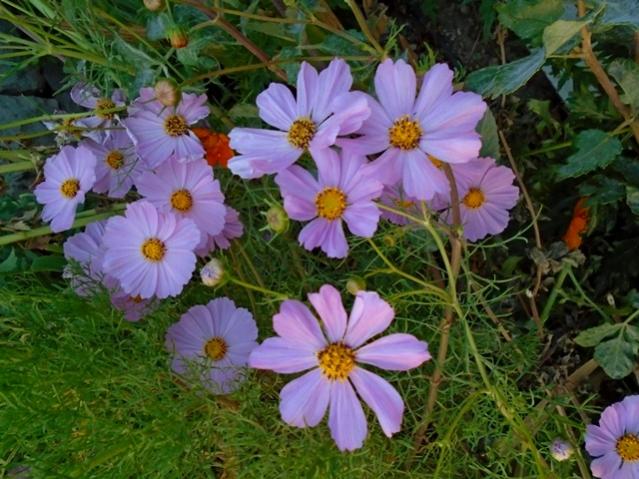 Name:  DSC00301.jpg
Views: 754
Size:  60.8 KB