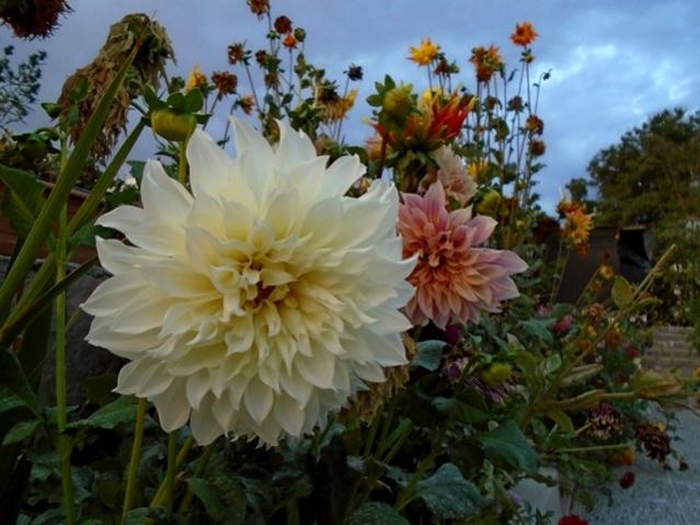 Name:  DSC00305.jpg
Views: 720
Size:  49.4 KB