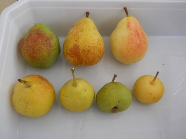 Name:  DSCN7507.JPG
Views: 737
Size:  57.7 KB