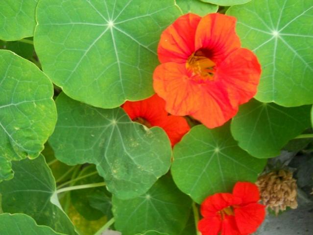 Name:  DSCN7572.jpg
Views: 618
Size:  37.7 KB