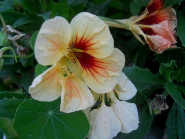 Name:  DSCN7575.jpg
Views: 623
Size:  34.5 KB